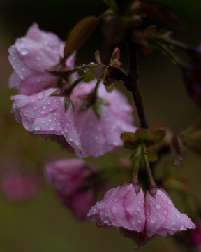 雨后杯盏