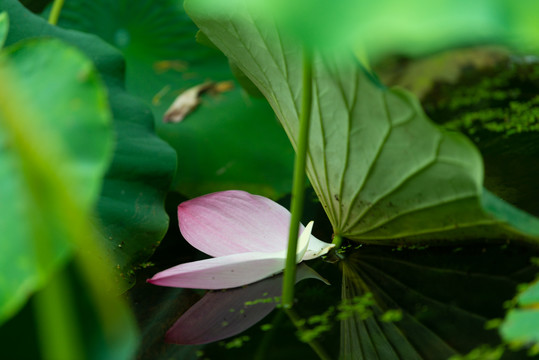 荷花