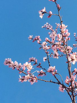 桃花桃枝