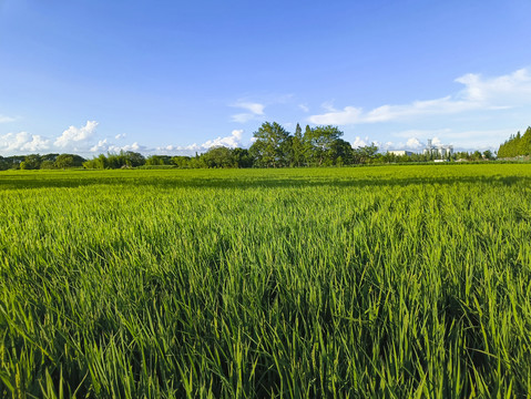 稻田绿叶风景