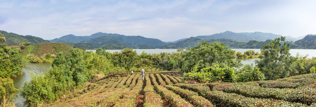 响洪甸水库库区茶园全景图