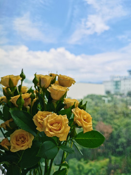 窗边的花朵