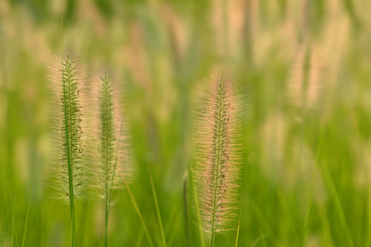 绿化观赏植物狼尾草