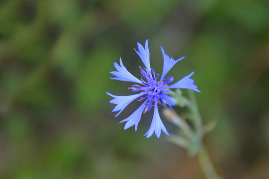菊科庭园观赏花卉蓝色矢车菊