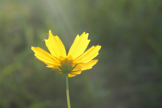 菊科观赏花卉金鸡菊