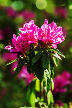 杜鹃花特写