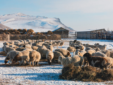 冬季绵羊养殖