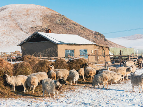 冬季民居羊群养殖