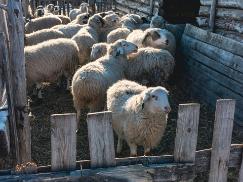 绵羊冬季养殖