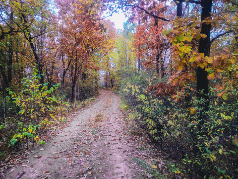 秋季多彩森林小路