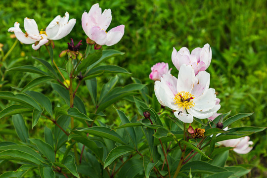 野生芍药花