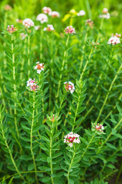 狼毒花