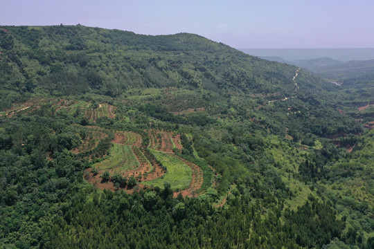 航拍秦岭山脉梯田植被森林