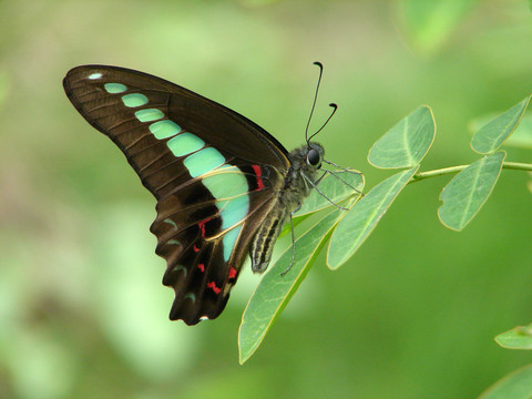 栖息在树枝上的一只青凤蝶