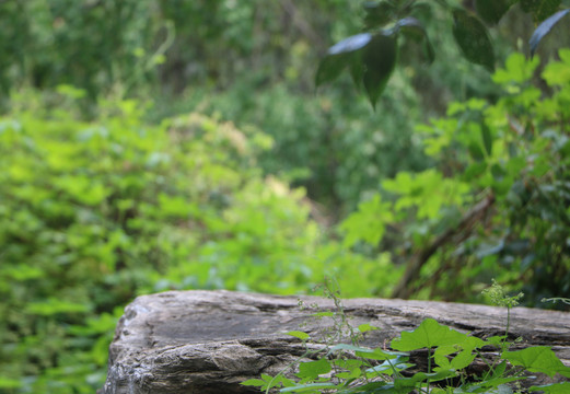 森林里的石头平台背景