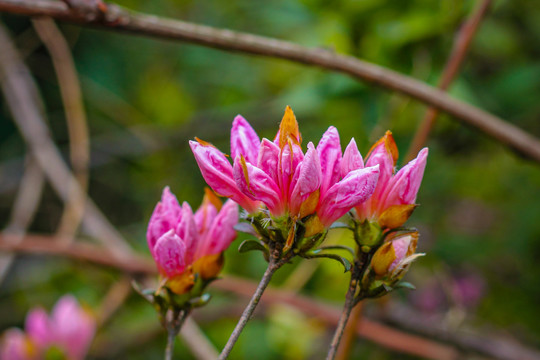 杜鹃花