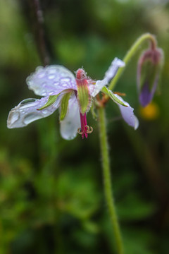 老鹳草