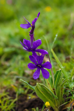 马兰花