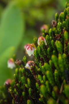 岩须草灵芝