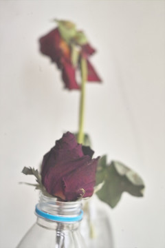 干枯红玫瑰