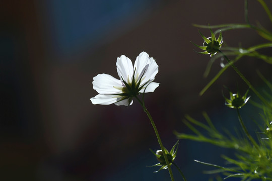 格桑花