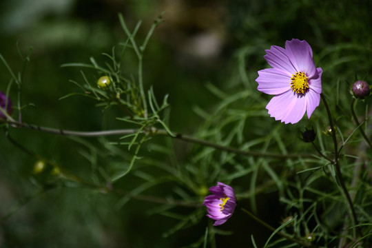 格桑花