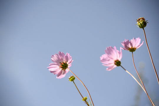 格桑花