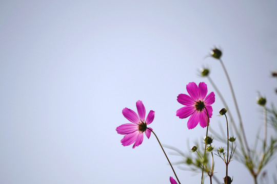 格桑花