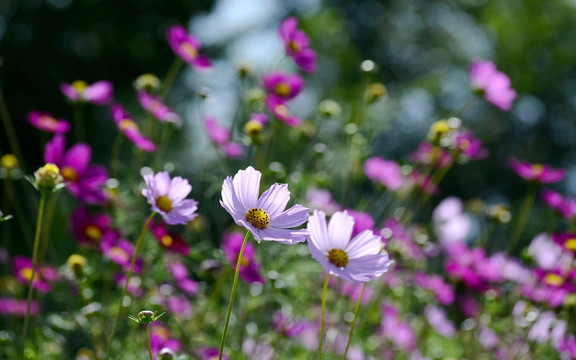 格桑花