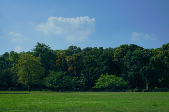 蓝天树林草地