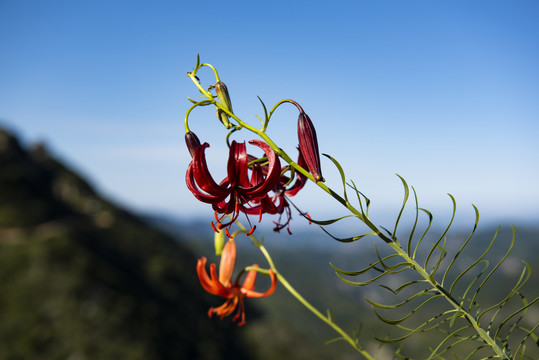 花卉 山丹丹