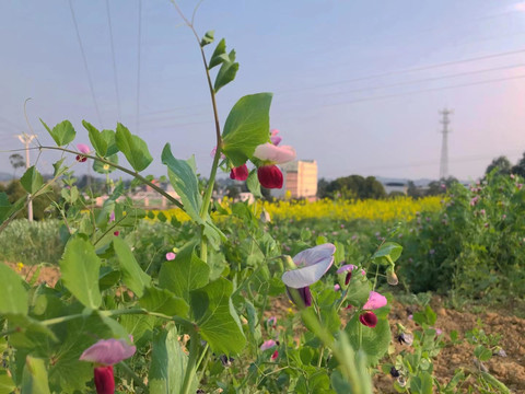 花丛