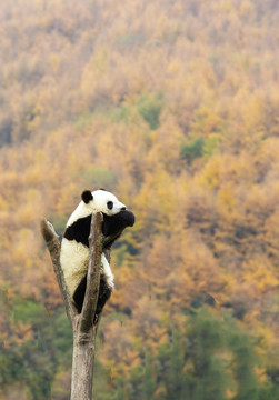 大熊猫卧龙保护区