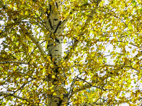 秋季白桦树