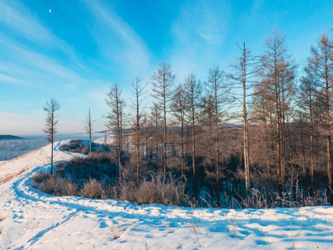 雪地松树林蓝天