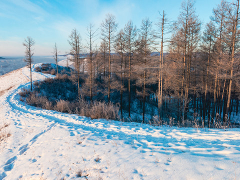 冬季落叶松林雪地