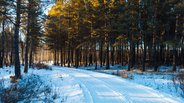 积雪道路松树林