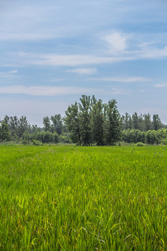 田野
