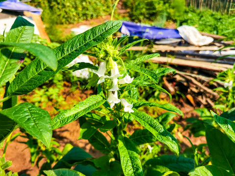 芝麻叶芝麻花