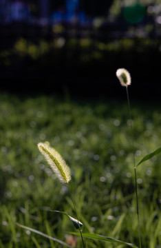 狗尾巴花