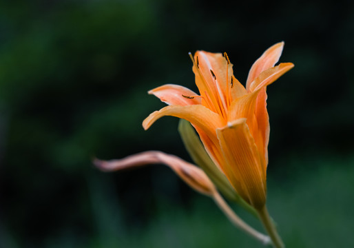 萱草花