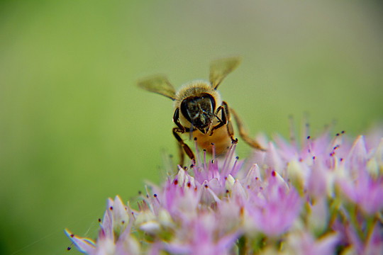 蜜蜂采蜜