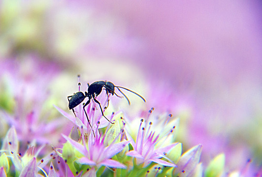 丁香花上的黑蚂蚁