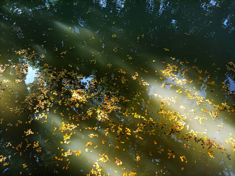 湖面上的落叶