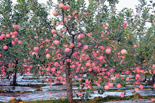秋天的苹果园