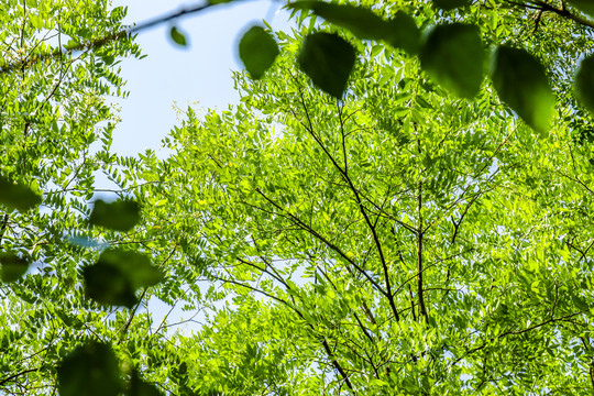 绿色树林树叶背景
