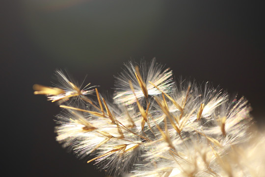 芦苇植物特写