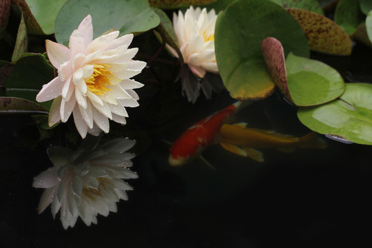 鱼戏莲花