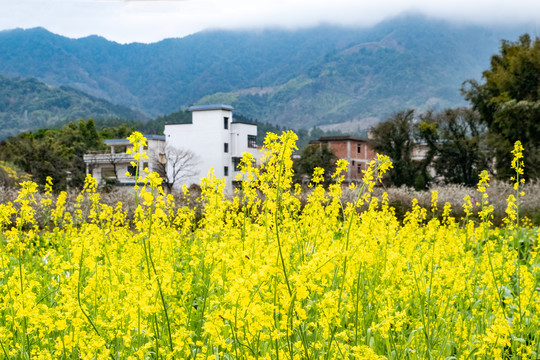 油菜花田