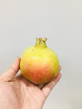 突尼斯石榴